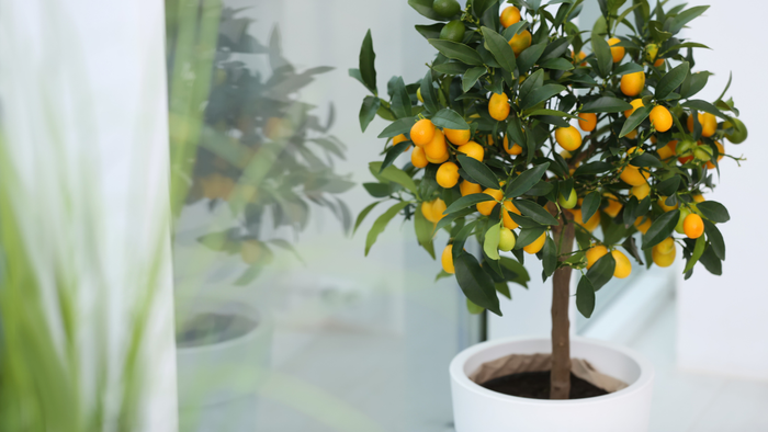 Promote flowering and fruiting