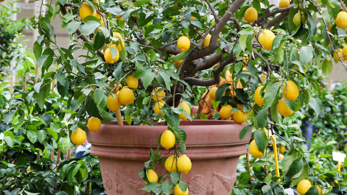 New growth and bumper fruit