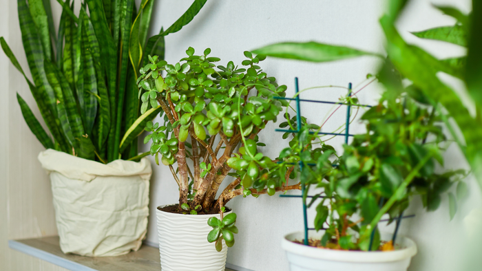 Correct watering rules