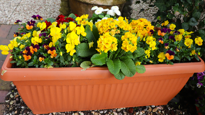 Choose the right kind of plants